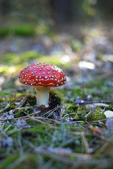 Fly-agaric. Red agaric. Amanita mushroom in a autumn forest.