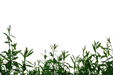 Tropical plant growing in a garden on white isolated background for green foliage backdrop 