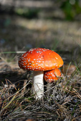 Fly-agaric. Red agaric. Amanita mushroom in a autumn forest.