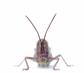 close-up of cricket with white background