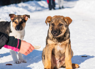stray dog that lives on the street mongrel in the snow. Hungry stray puppy takes bread out of hand