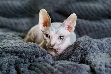 Beautiful Sphynx cat on blanket