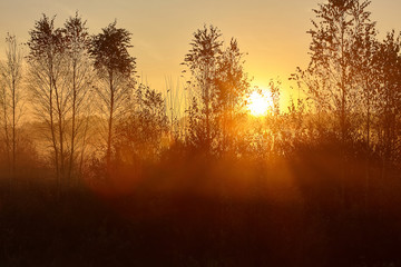 Fototapeta na wymiar Misty sunrise. Forest landscape