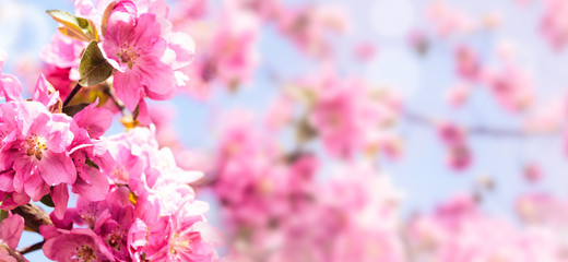 Flowering of the apple tree. Spring background of blooming flowers. White and pink flowers. Beautiful nature scene with a flowering tree. Spring flowers. Abstract blurred background