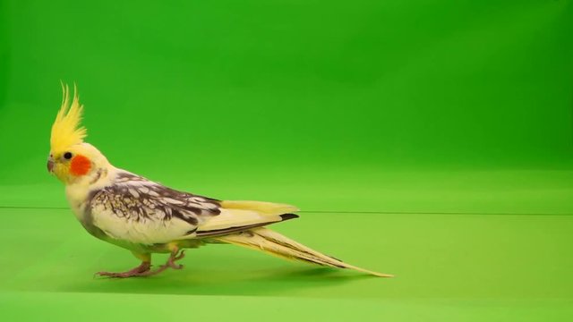 Corella parrot walks along a path along the camera on a green screen.