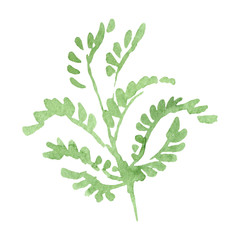 Green leaf floral botanical flower. Watercolor background illustration set. Isolated leaf illustration element.