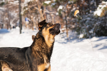 stray dog on the fly catches a piece of bread. mongrel in the snow