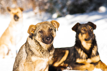 Closeup  portrait of puppy stray dog  mongrel in the snow. selective focus