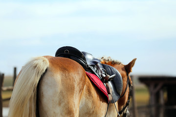 Obraz premium Close up of a sport saddle on equestrian event