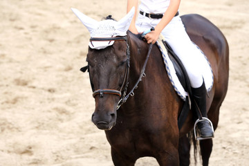 Fototapeta premium Rider girl at advanced dressage test on equestrian competition