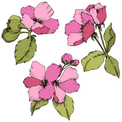 Vector Apple blossom floral botanical flower. Pink and green engraved ink art. Isolated flowers illustration element.