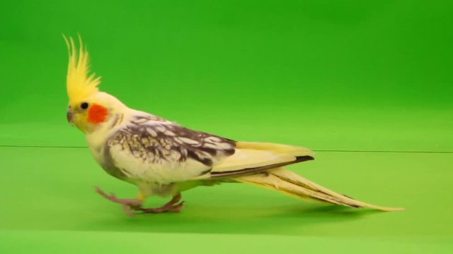 Corella parrot walks along a path along the camera on a green screen.
