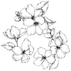 Vector Apple blossom floral botanical flower. Black and white engraved ink art. Isolated flowers illustration element.