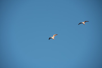 Soaring gulls in the blue sky