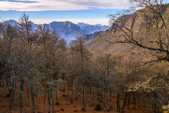 Hayas desnudas en la Cordillera Cant&aacute;brica, Le&oacute;n, Espa&ntilde;a.