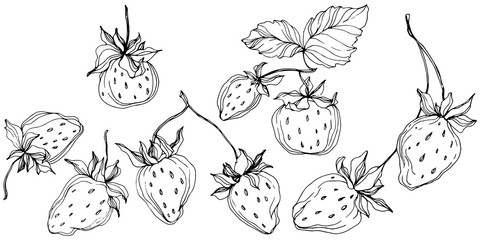 Vector Strawberry fruits. Black and white engraved ink art. Isolated strawberry illustration element.
