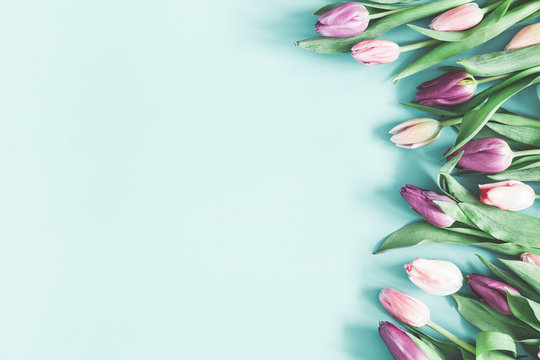 Fototapeta Flowers composition. Tulip flowers on pastel blue background. Valentines day, mothers day, womens day concept. Flat lay, top view, copy space