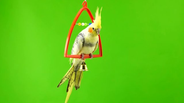 Corella parrot isolated on green screen