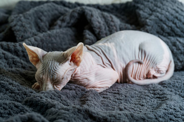 Young cat sleeping on blanket