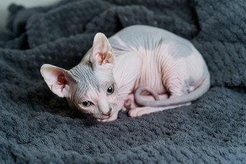 Beautiful Sphynx cat curled up