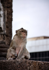 A mokey sit down and staring something forward. Or maybe it just posting for tourist to take a picture. In Prang Sam Yod, Lopburi