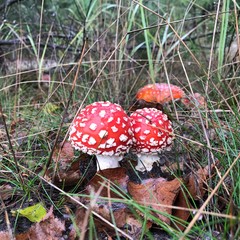 giftiger fliegenpilz  rot leuchtend im wald