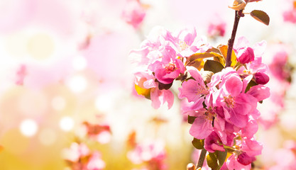 Fototapeta na wymiar Flowering of the apple tree. Spring background of blooming flowers. White and pink flowers. Beautiful nature scene with a flowering tree. Spring flowers. Abstract blurred background