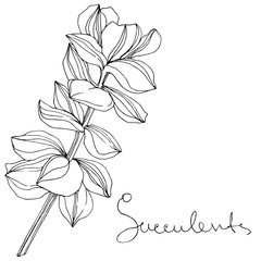 Vector Succulent floral botanical flower. Black and white engraved ink art. Isolated succulents illustration element.