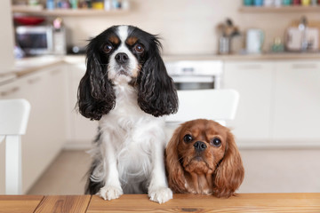 Two dogs behind the table