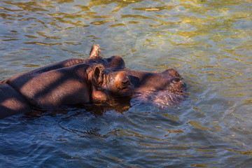 Swimming hippo (Hippopotamus amphibius, family: Hippopotamidae).
