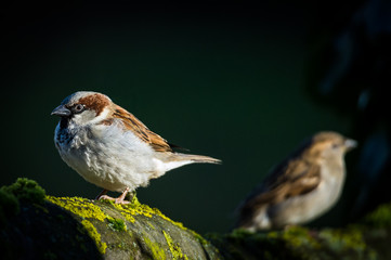 Spatz