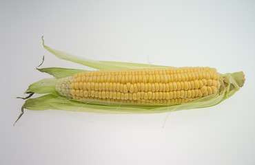 Corn on white background
