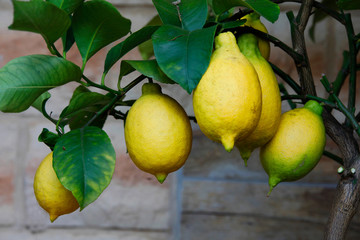 Zitronen Früchte am Baum