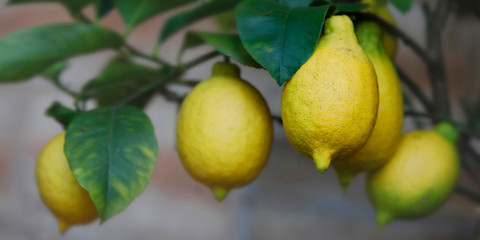 Zitronen Früchte am Baum, Panorama