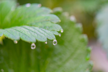 いちご農家のビニールハウス