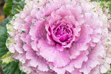Blurred for Background.Natural fresh purple cabbage (Ornamental Kale) with dew drops for texture.