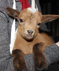 ADORABLE BABY GOAT