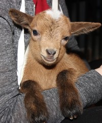 ADORABLE BABY GOAT