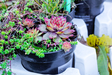 Fototapeta na wymiar Sempervivum succulent flower pots