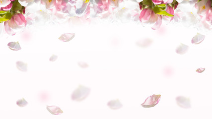 Fototapeta na wymiar Flowering of the apple tree. Spring background of blooming flowers. White and pink flowers. Beautiful nature scene with a flowering tree. Spring flowers. Abstract blurred background
