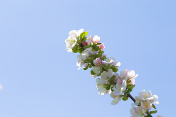 Flowering of the apple tree. Spring background of blooming flowers. White and pink flowers. Beautiful nature scene with a flowering tree. Spring flowers. Abstract blurred background