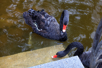 Two black swans swim in the lake. Photo close up. Beautiful wildlife concept. © Sergii