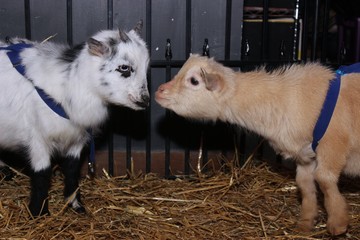 BLACK & WHITE BABY GOAT