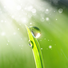 Beautiful water  drops sparkle in sun on grass in sunlight on nature, close-up macro. Spring fresh...