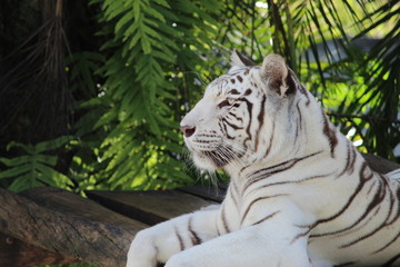 Tigre de Bengala