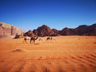 Fototapeta na wymiar Camels in desert