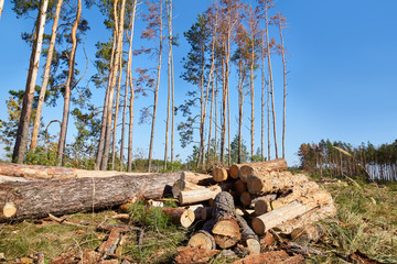Stacks of firewood in the sawmill. Pile of firewood. Firewood background. Poor woods are on the background. Ecological and environmental problems