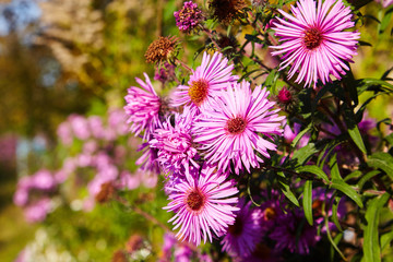 Obraz premium Chrysanthemum flowers as a background close up. Vibrant pink Chrysanthemums. Chrysanthemum wallpaper. Floral background. Selective focus.
