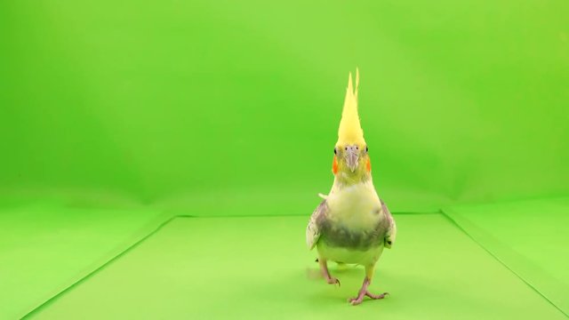 Corella parrot runs along the path to the camera on a green screen.