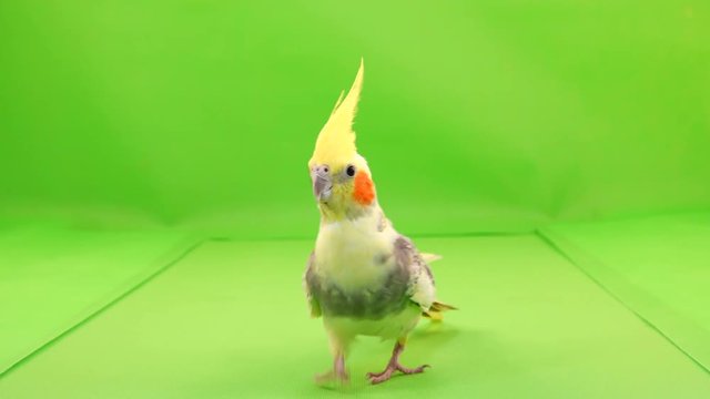 Corella parrot runs along the path to the camera on a green screen.